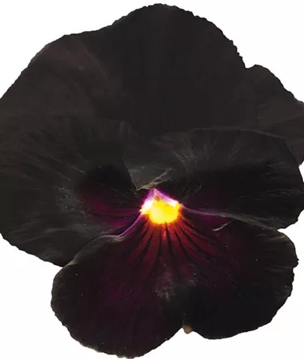 Viola x wittrockiana Carneval® F1 black