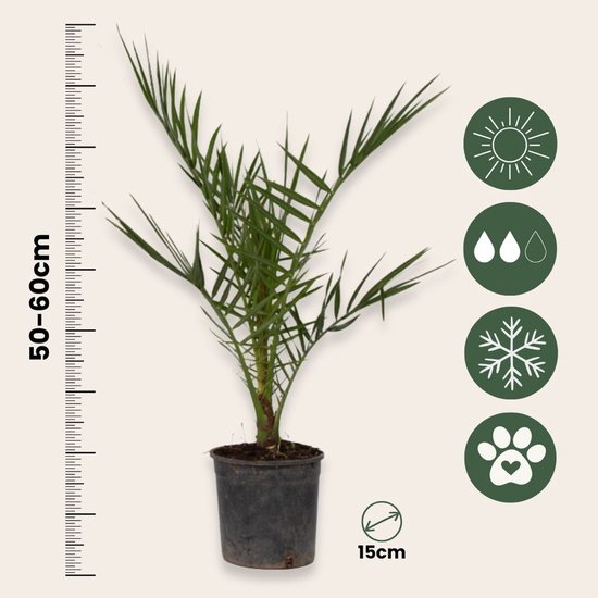 Dadelpalm van 50-60cm hoog in een zwarte pot, met icoontjes voor zon, water, kou en huisdieren.