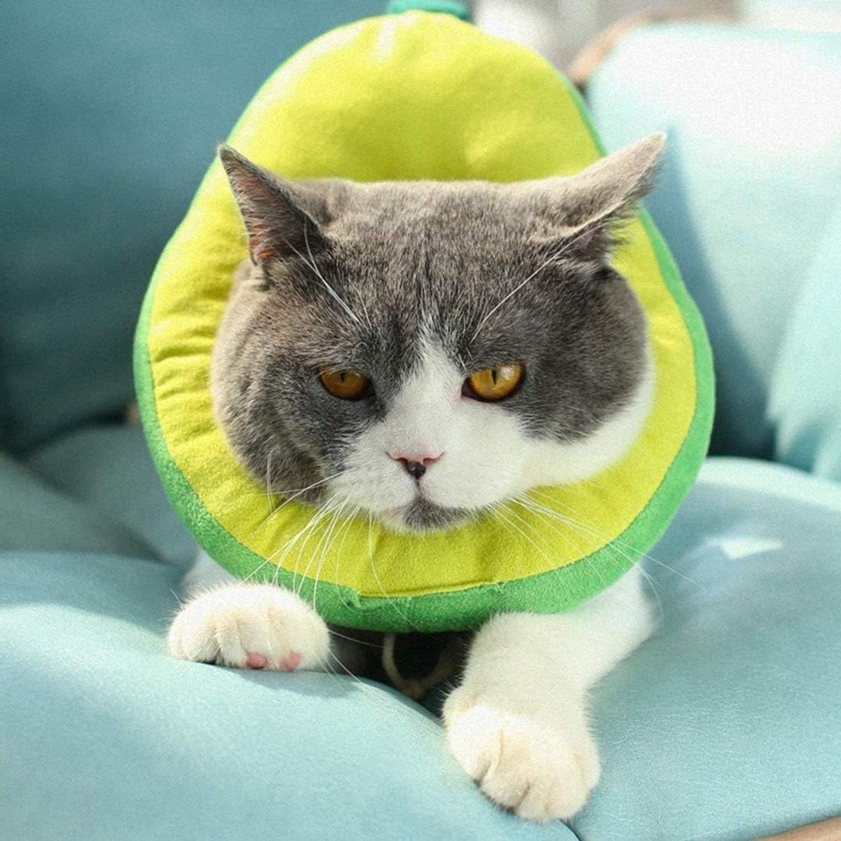 ByShane - Herstelkraag voor huisdieren - Verstelbare beschermkraag - Zachte rand - Genezingskegel - Comfortabel - Voor katten en honden.