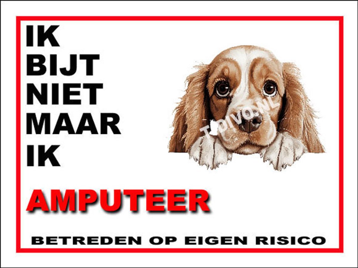 Amerikaanse Cocker Spaniel 5