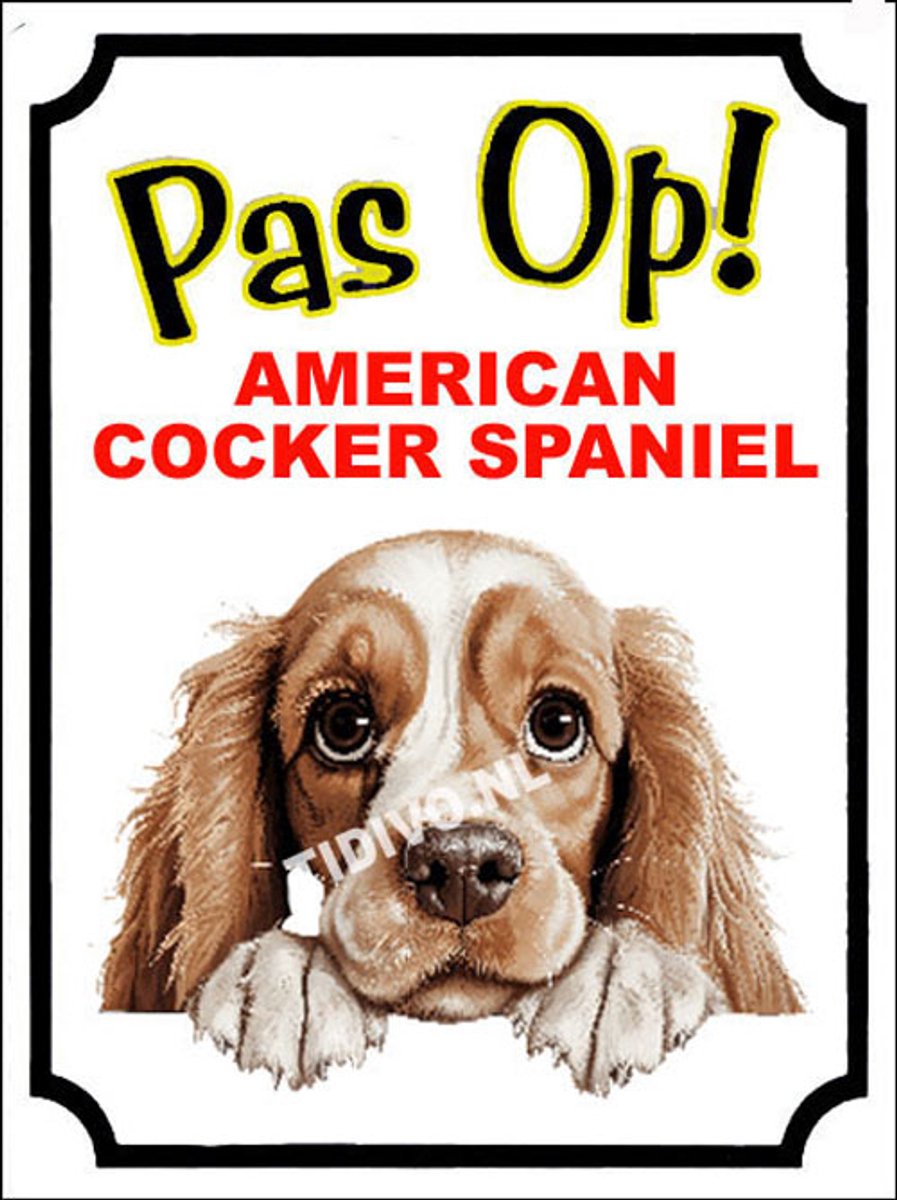 Amerikaanse Cocker Spaniel 16