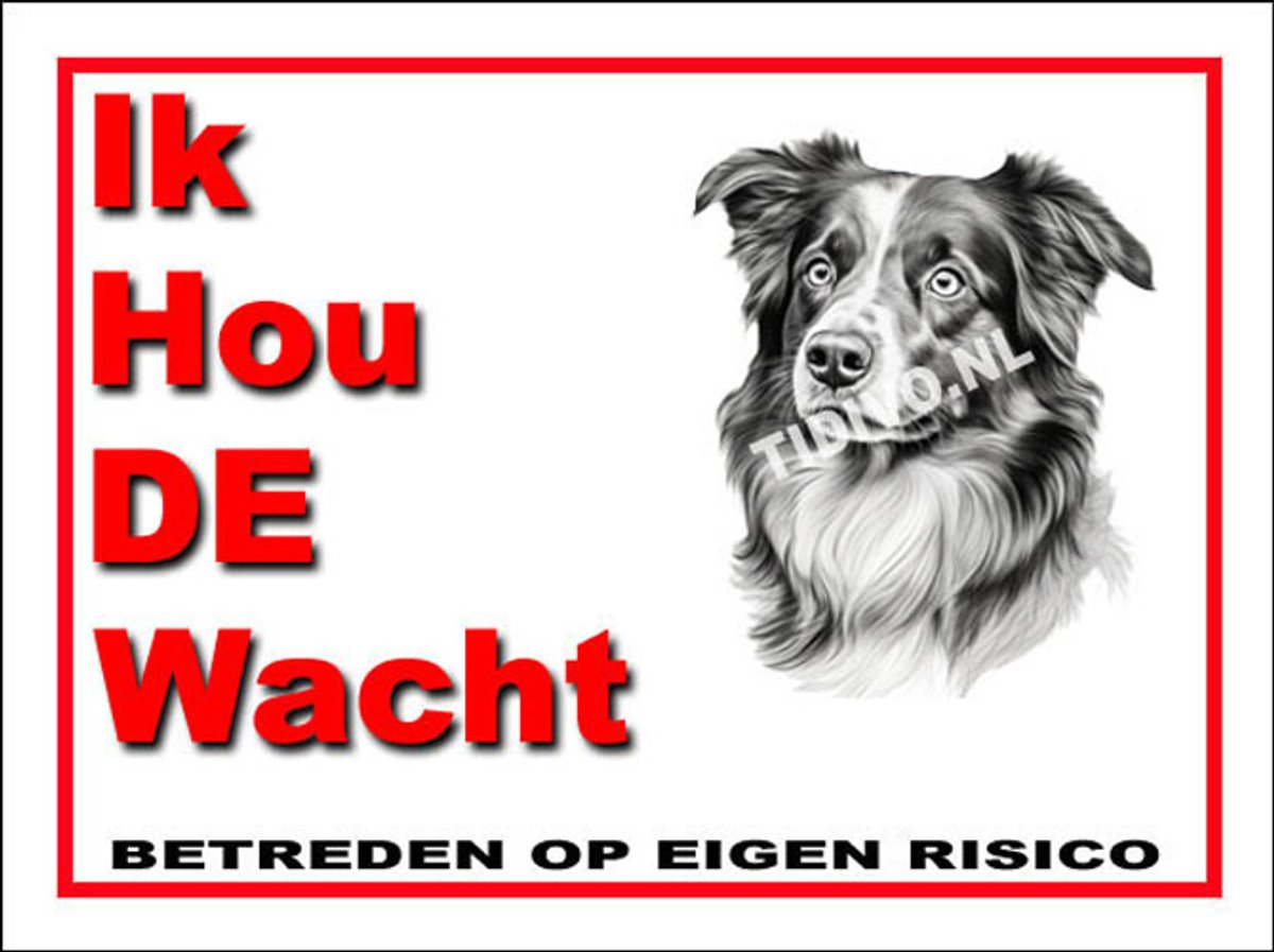 American Shepherd Miniature 7