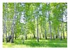 WALLARENA - Fotobehang - 300x210 cm - Fototapete met berkenbomen voor woonkamer en slaapkamer