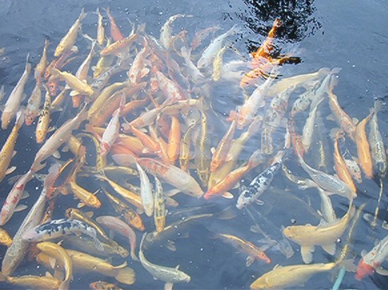 Een grote groep kleurrijke koi karpers zwemt dicht bij het wateroppervlak.