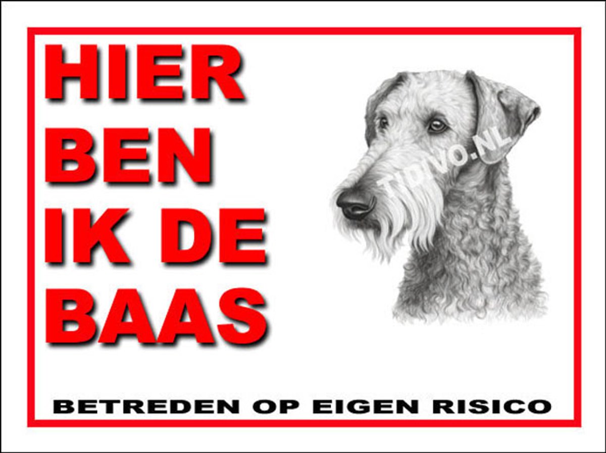Bedlington Terrier 2