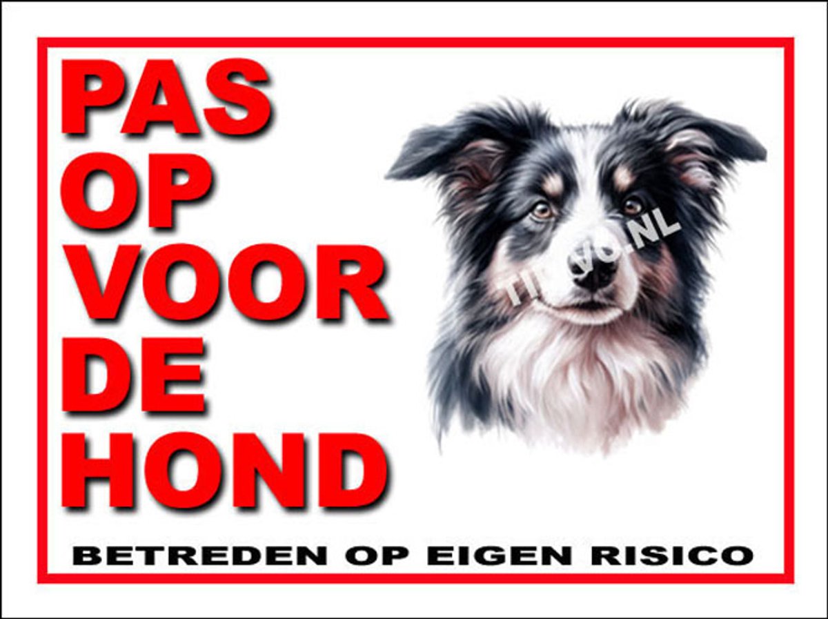 Border Collie 13