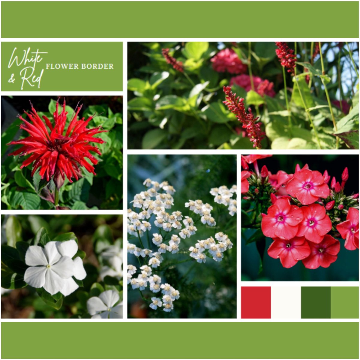 Borderpakket Wit en Rood (12 planten: 2 m²) - Vaste planten - Bijen-Vlinders - Snijbloemen - Geurend - Zomerbollen - Voorjaarsbollen