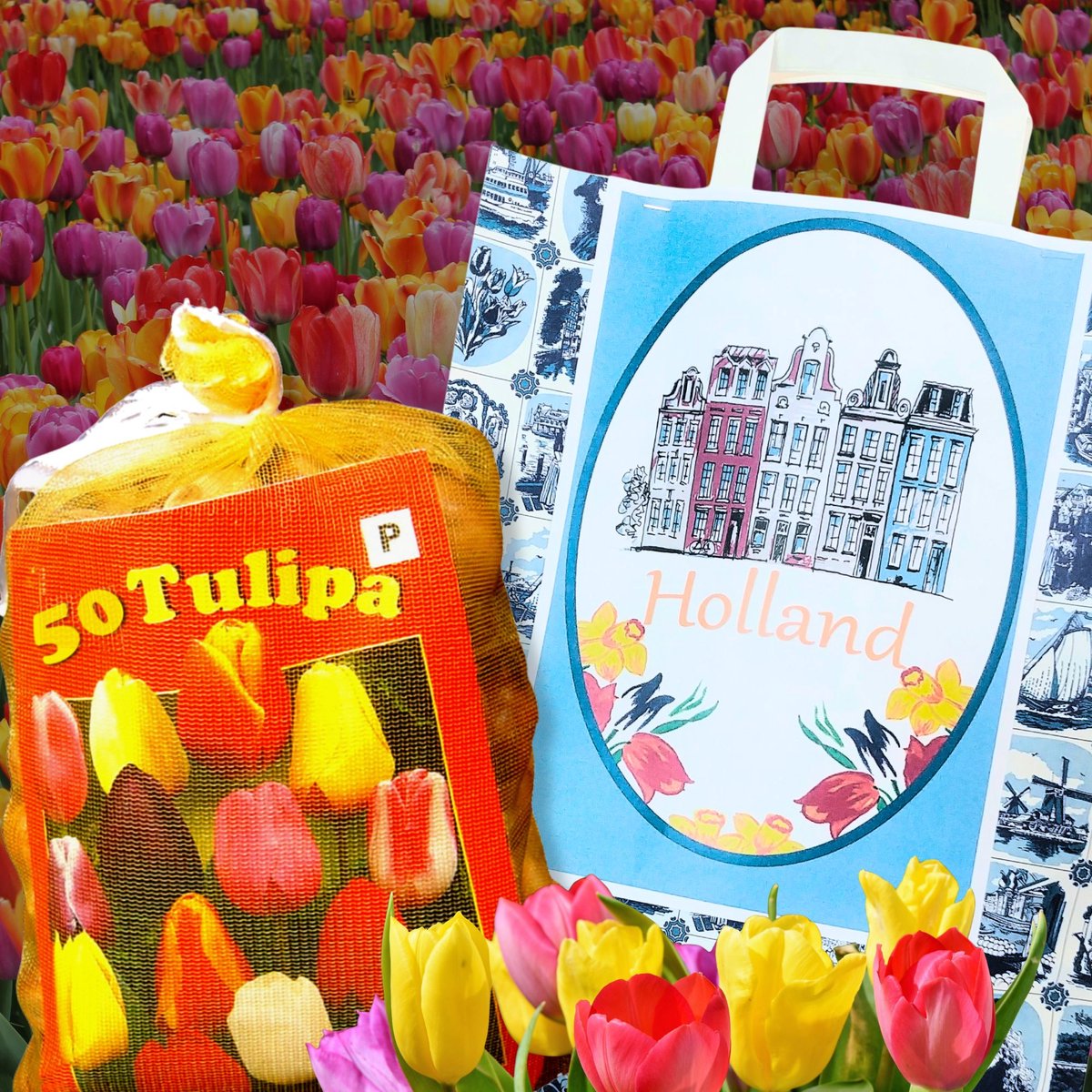 Tulp (Tulipa) - Delfts Blauw cadeautas met mix van 50 Darwin en - direct leverbaar! - Snijbloemen - Voorjaarsbollen - bloeit in April / Mei