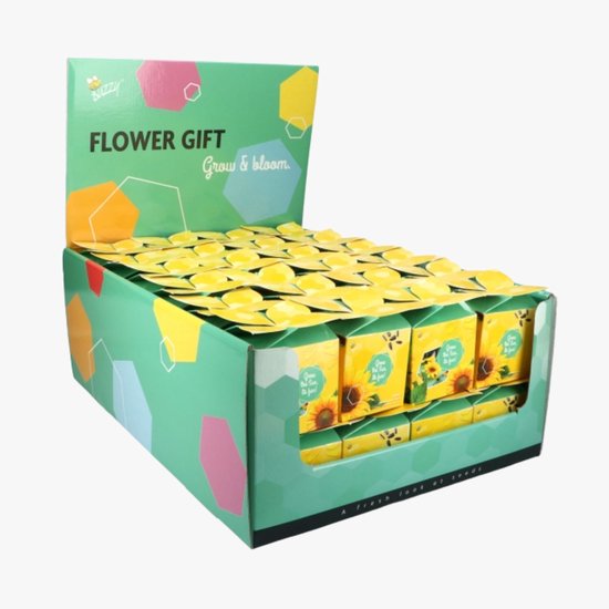 Zonnebloem (Helianthus annuus) - Buzzy flower gift (Display 48x) Helianthus - (Ook)-Voor in huis - Snijbloemen - bloeit in Juli / Augustus / September