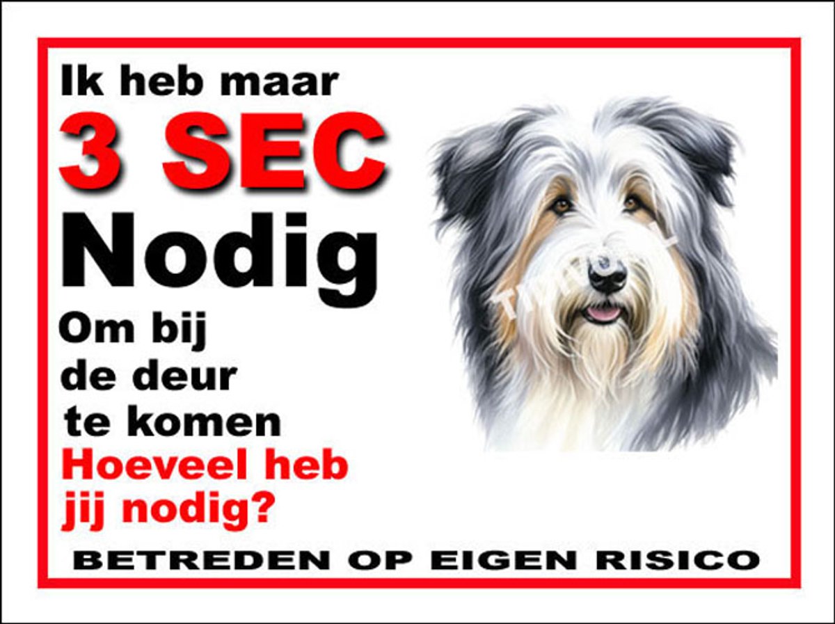 Bearded Collie 6