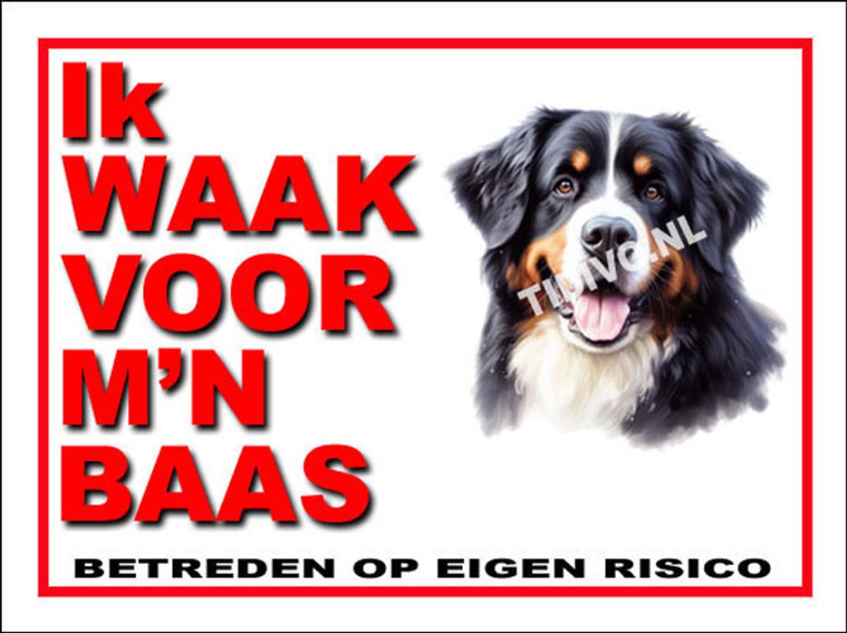 Berner Sennenhond 9