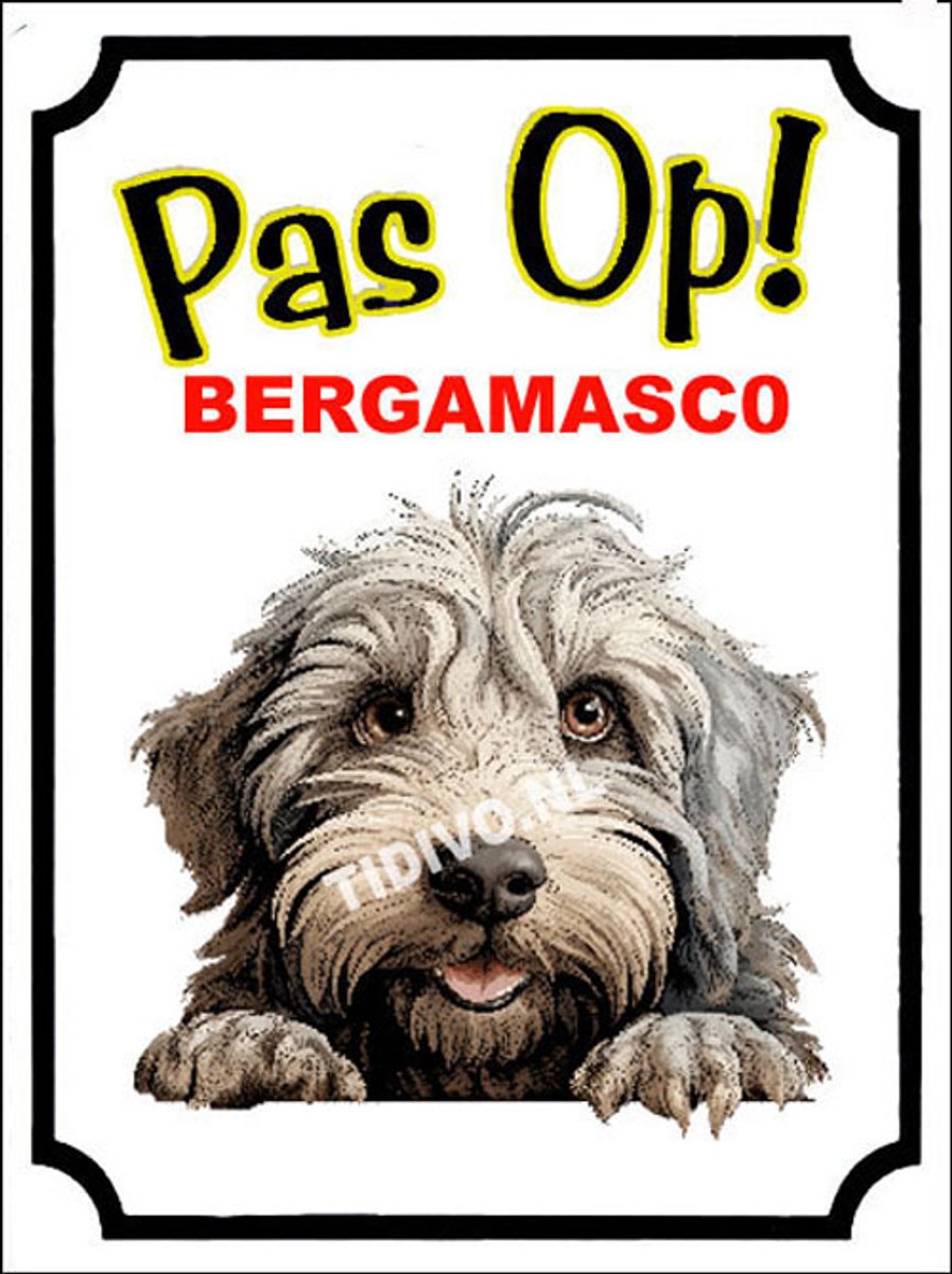 Bergamasco 16