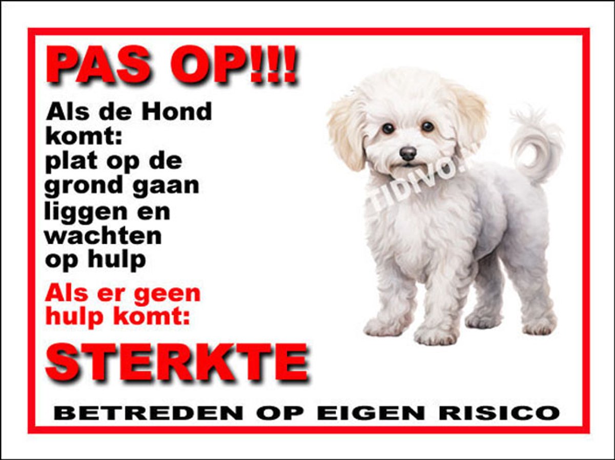 Bichon frisé 12