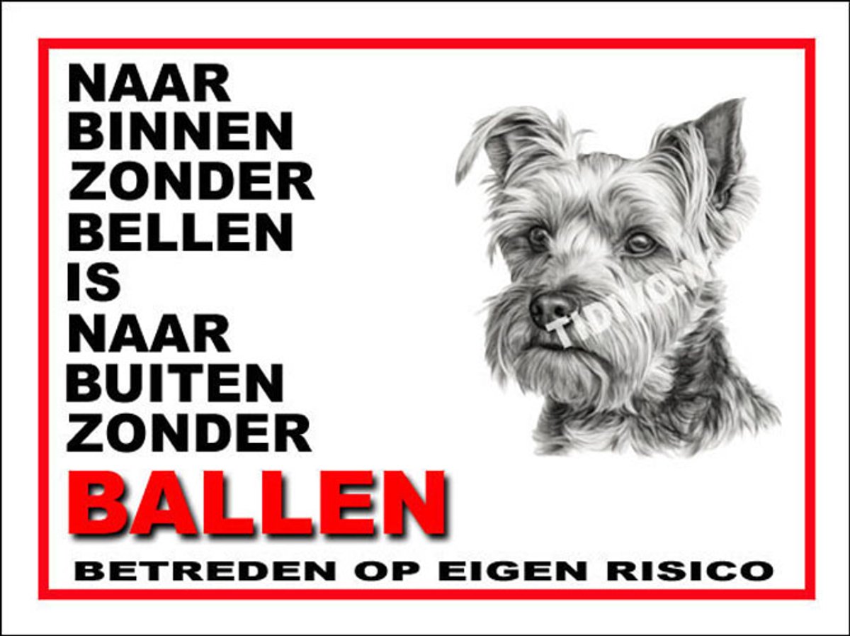 Biewer Terrier 11