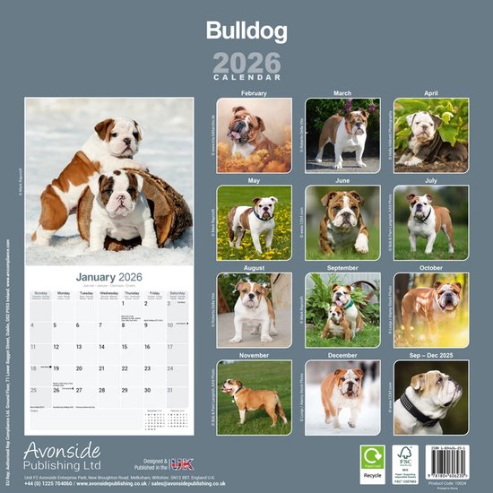 Engelse Bulldog Modern Kalender 2026 Kopen? Bestel Online Engelse Bulldog Modern Kalender 2026 Kopen? Bestel Online