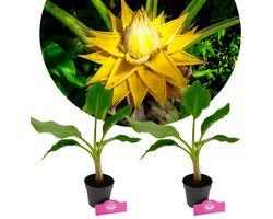 Set van 2 Chinese lotusbananen - Musella lasiocarpa - Hoogte 40cm - 12cm pot