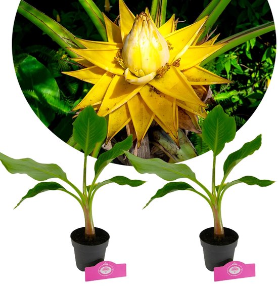 Set van 2 Chinese lotusbananen - Musella lasiocarpa - Hoogte 40cm - 12cm pot