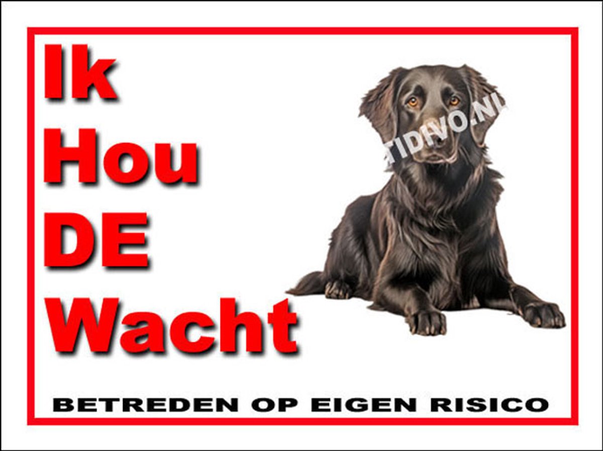 Flatcoated Retriever 7