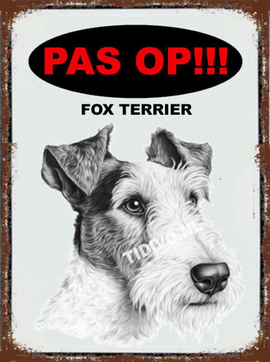 Fox Terrier 17