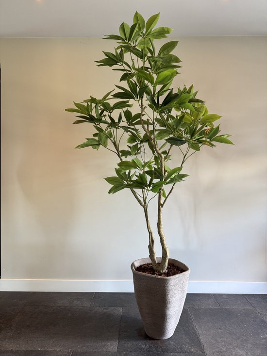 Kunstplant - Zijden Pachira plant – 180 cm – Geldboom – Onderhoudsvrije Tropische Eyecatcher