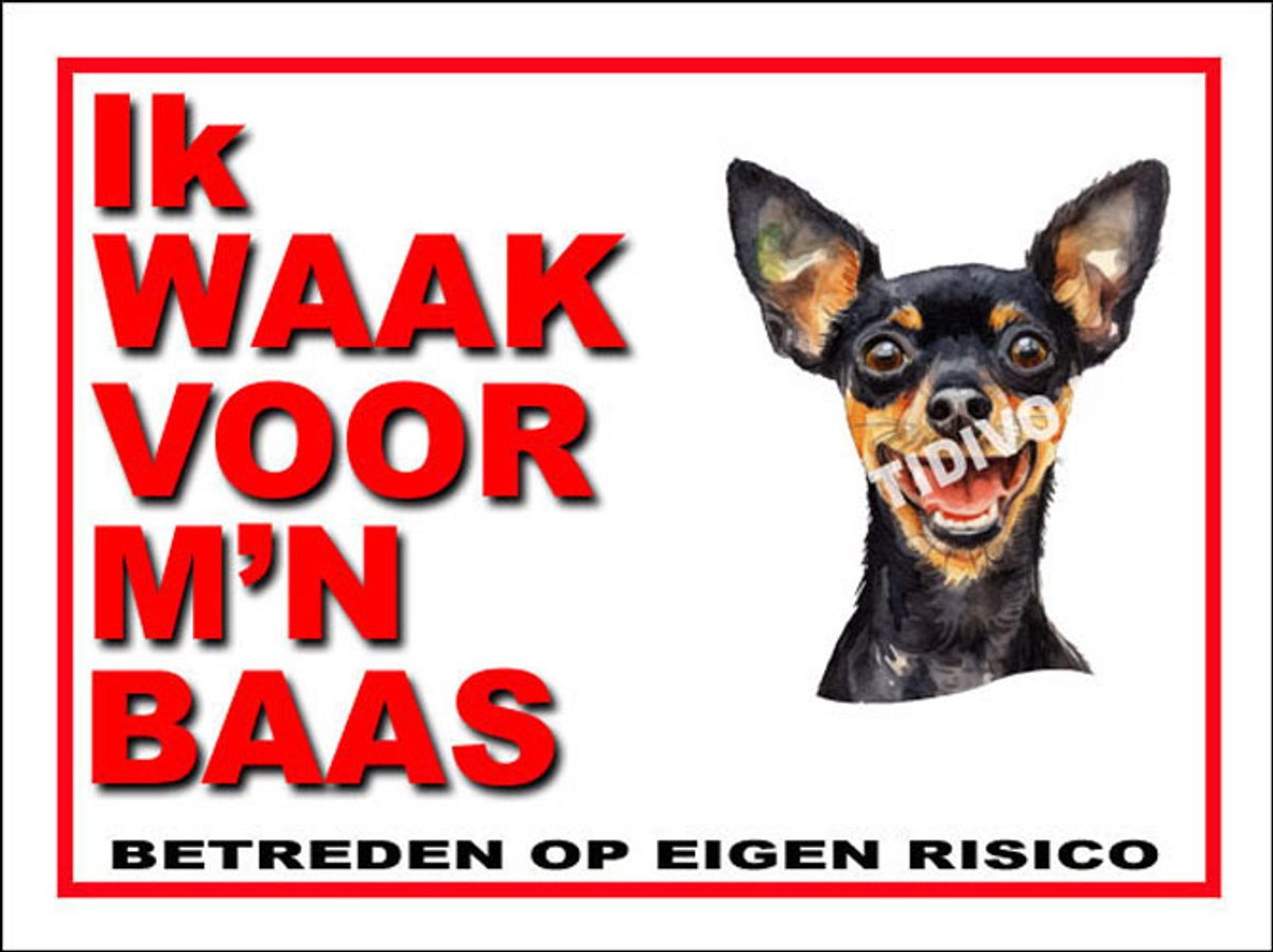 Engelse Toy Terrier 9