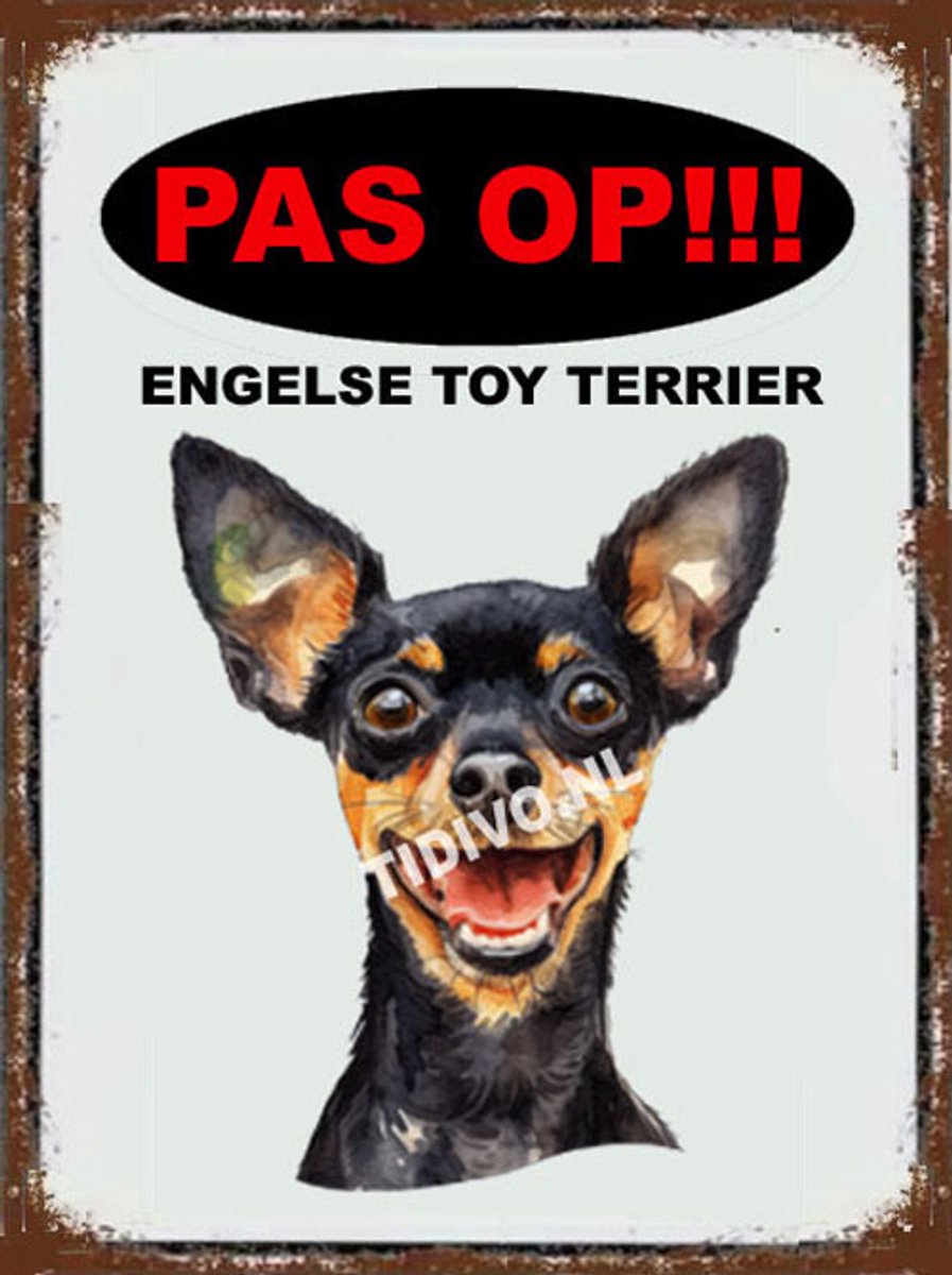 Engelse Toy Terrier 17