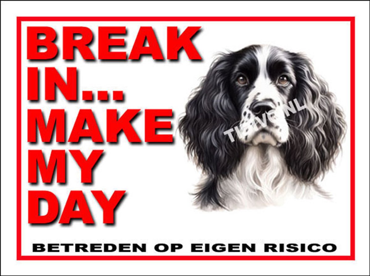 Engelse Springer Spaniel 1