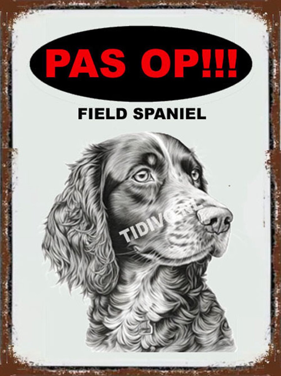 Field Spaniel 17