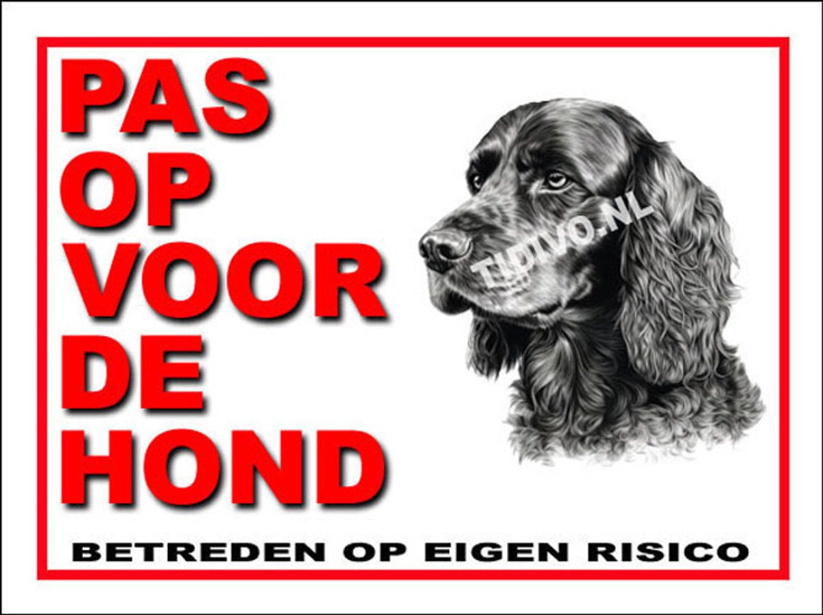 Engelse Cocker Spaniel 13