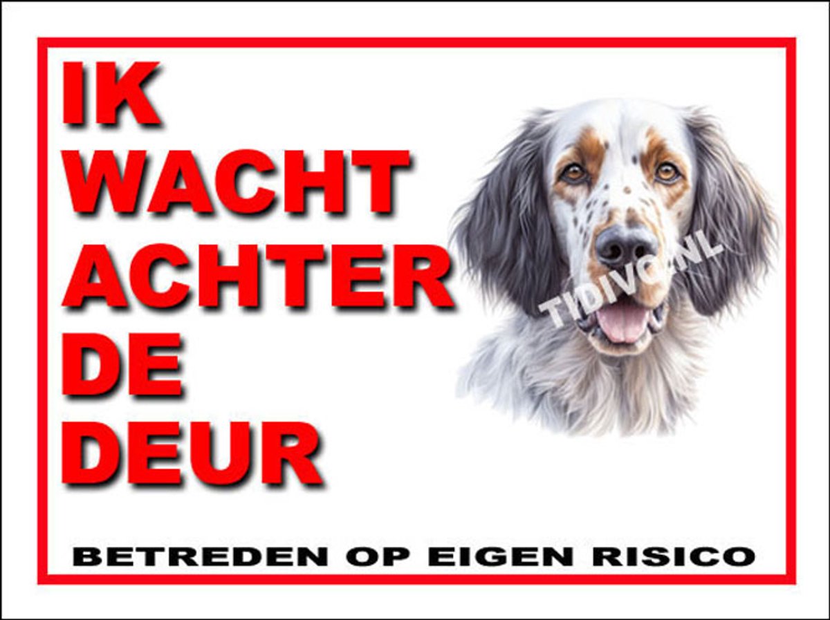 Engelse Setter 10