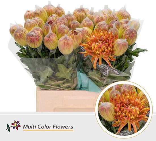 10x Chrysant antonov apple bandit 60cm | bol