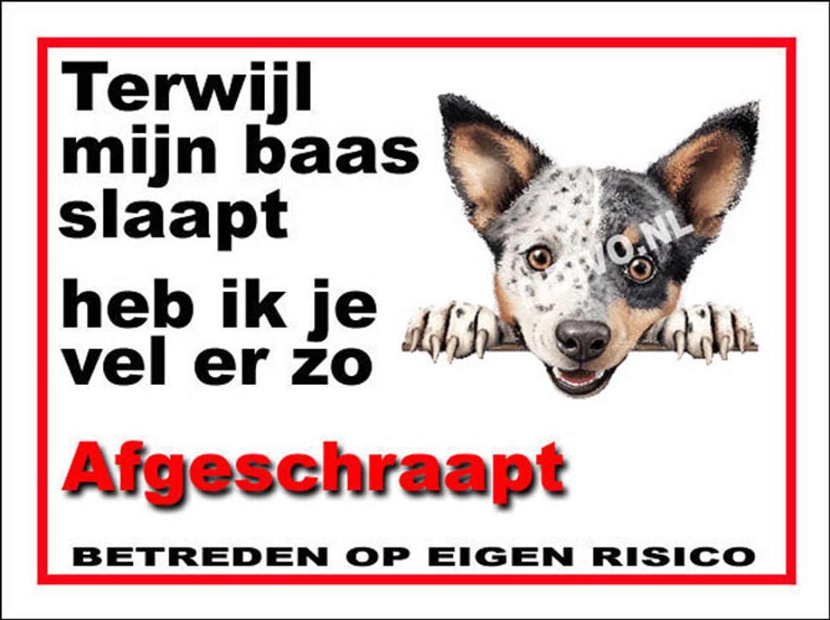 Australian Stumpy Tail Cattle Dog 15