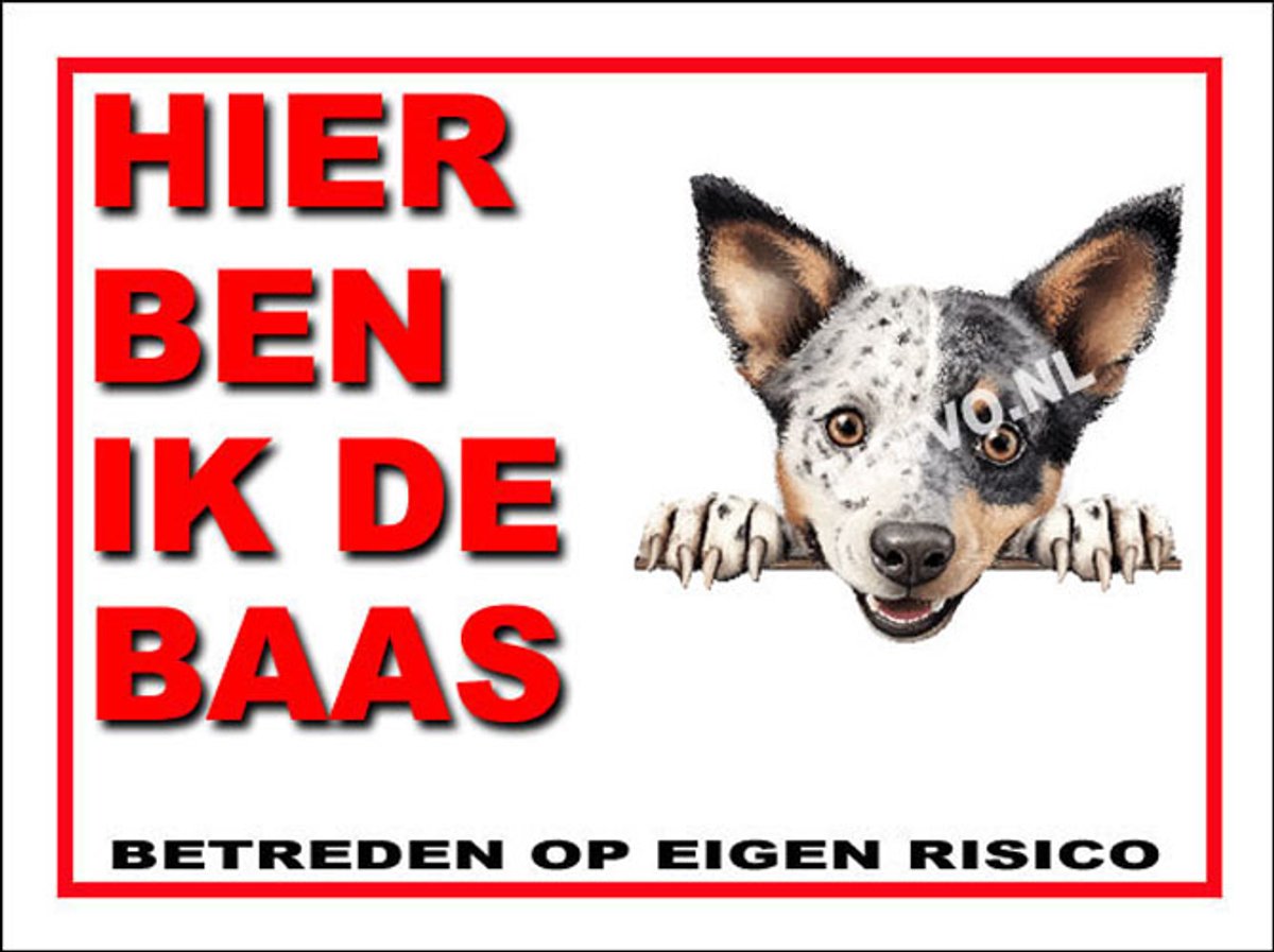 Australian Stumpy Tail Cattle Dog 2