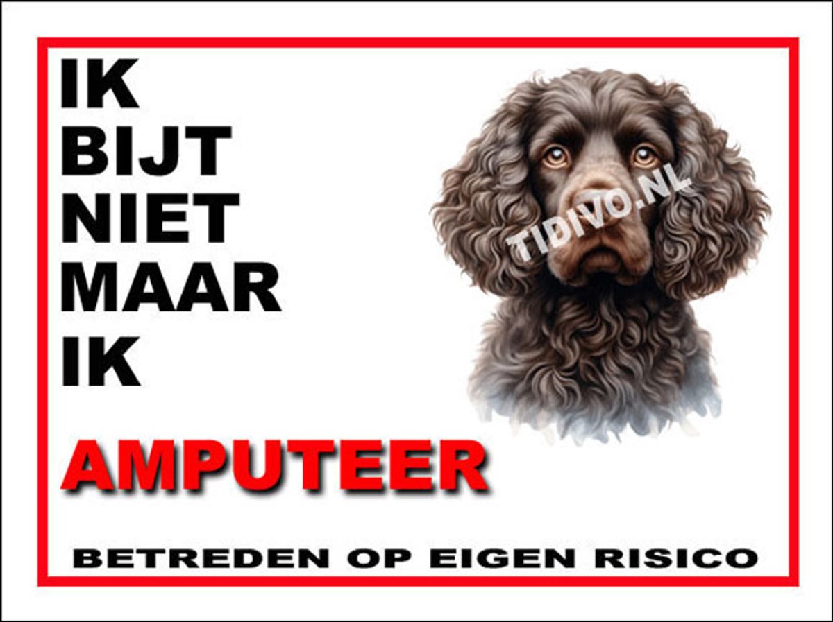 Amerikaanse Water Spaniel 5