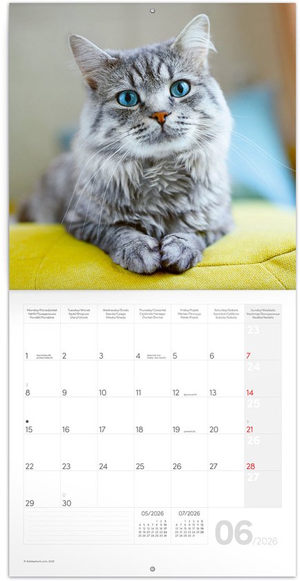 Kattenkalender