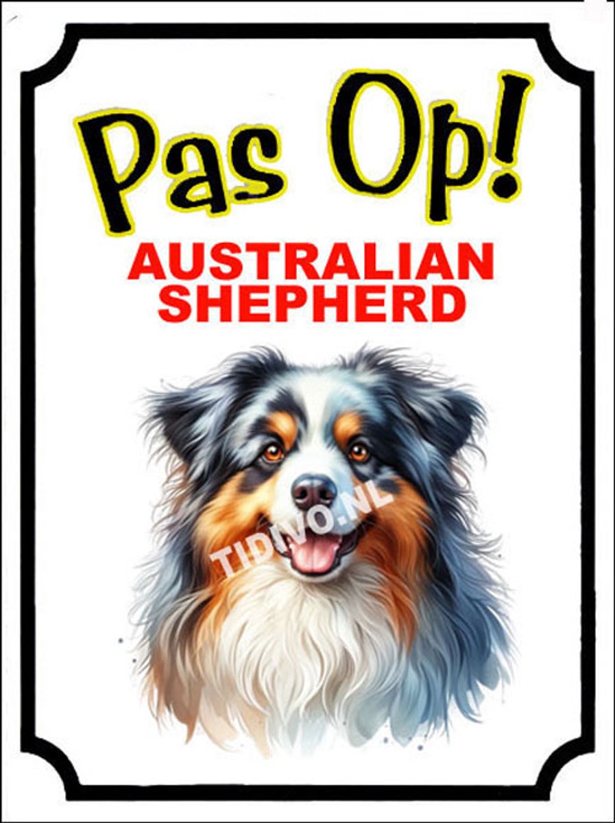 Australian Shepherd 16