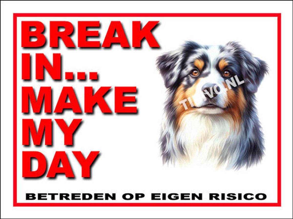 Australian Shepherd 1