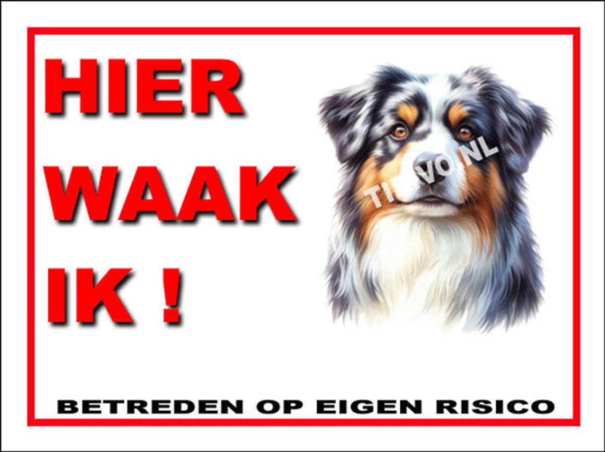 Australian Shepherd 3