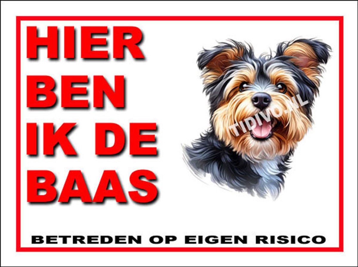Australian Terrier 2