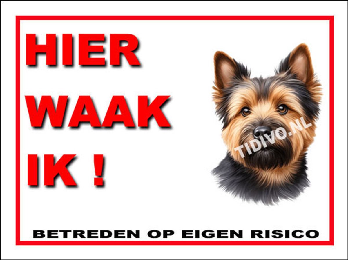 Norwich Terrier 3