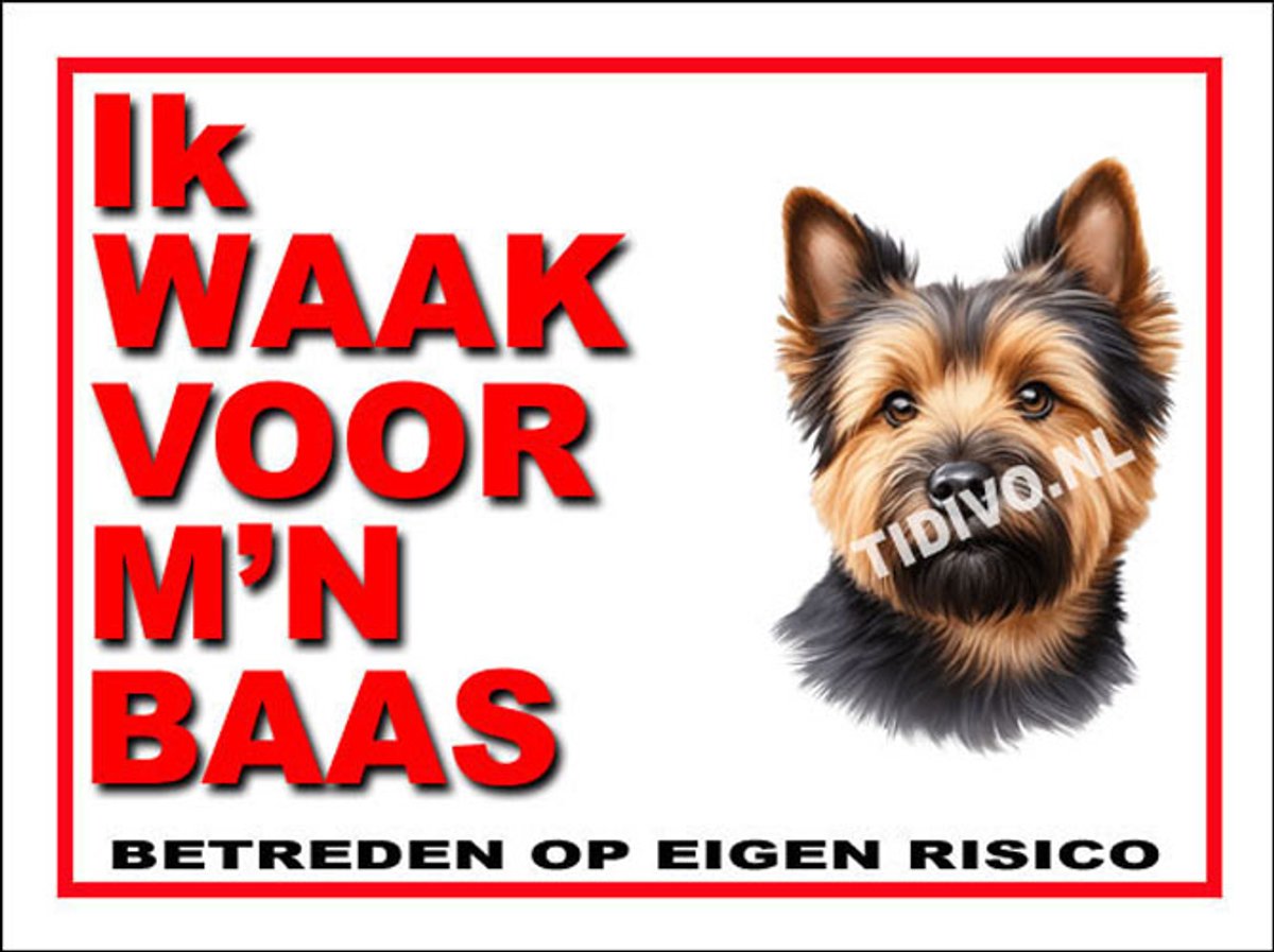 Norwich Terrier 9