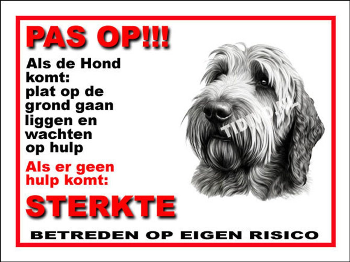 Otterhound 12