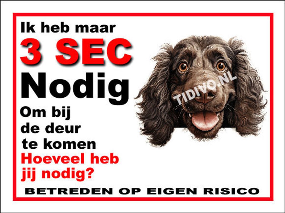 Boykin Spaniel 6