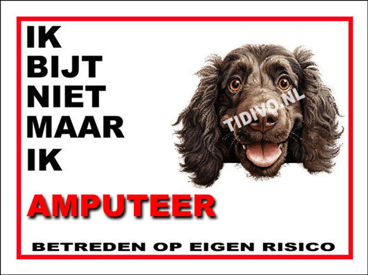 Boykin Spaniel 5