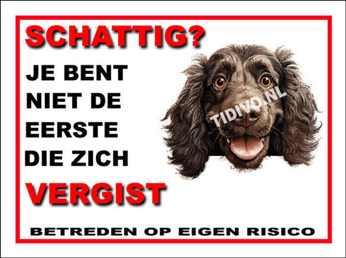 Boykin Spaniel 14