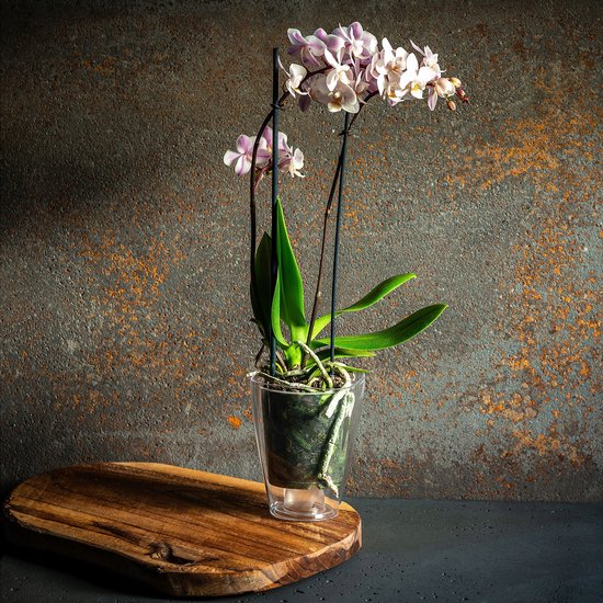 Een orchidee met roze bloemen in een transparante, slanke pot. De pot staat op een houten plank.