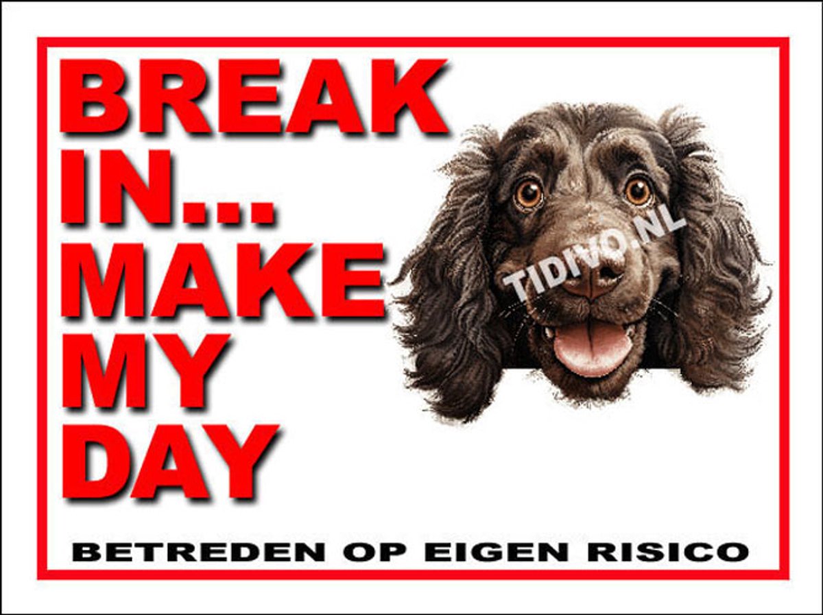 Boykin Spaniel 1