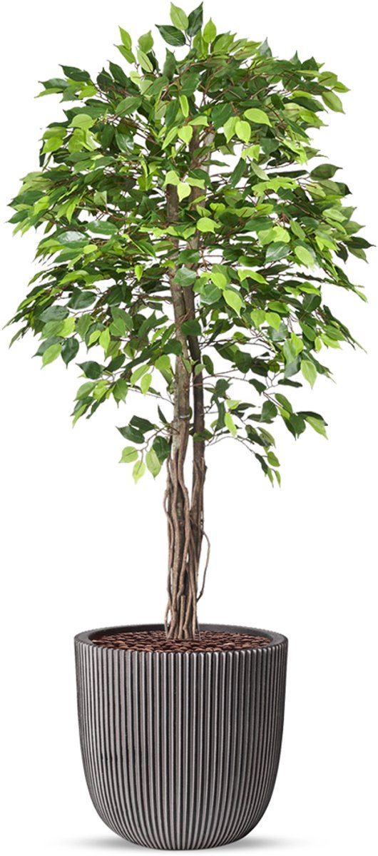 HTT Decorations Kunstplant Ficus groen in planter ball Groove antraciet H200 cm