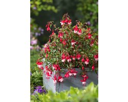 Plants Online - Tuinplanten - Vaste planten - Set van 1 - Fuchsia 'Madame Cornelissen' - 2 liter pot - Plant