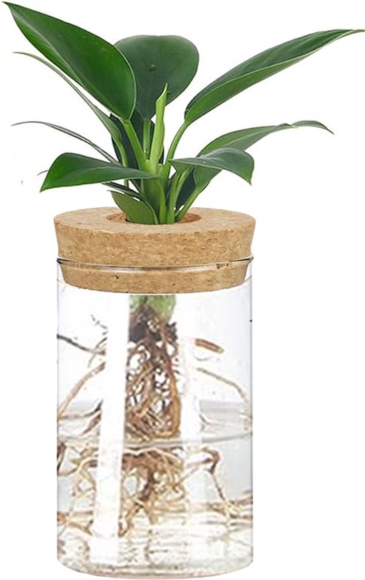 Glazen vaasje met kurk - stekjes - hydrocultuur - bloemenvaas - stekstation - Hydroponie - Glas - Vaas